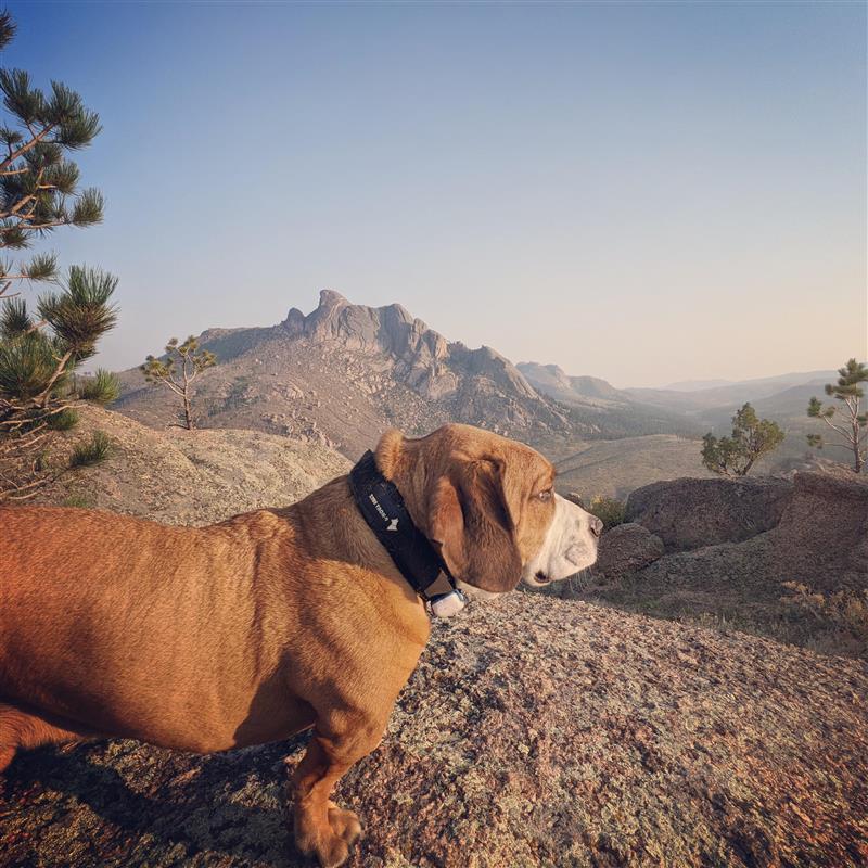 Dog newly protected by Invisible Fence® in Colorado