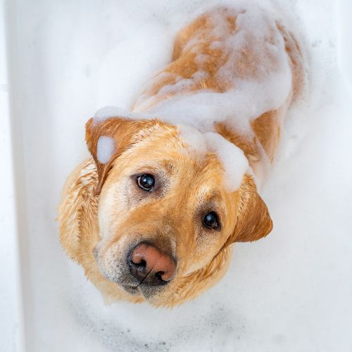 Images Shear Pawfection