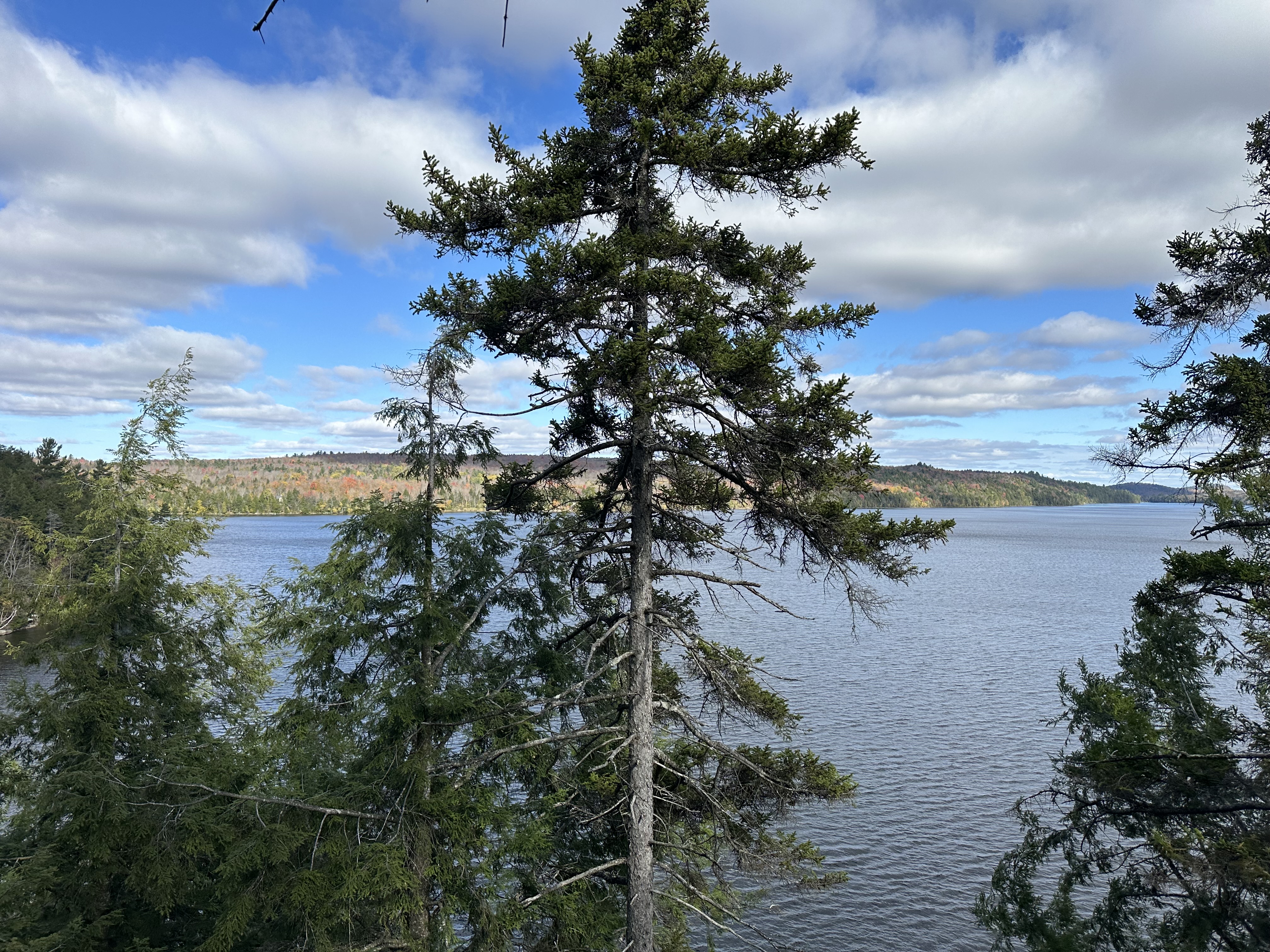 Images Altitude Abattage - Services d'arbres, Élagage, Émondage