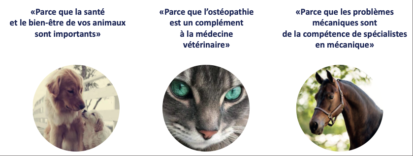 Bilder Ostéopathe animalier - Mélissa CHAVANNE (Cheval | Chien | Chat | Nac)