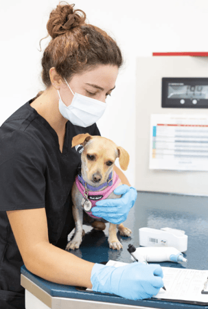 Images Crescenta Cañada Pet Hospital