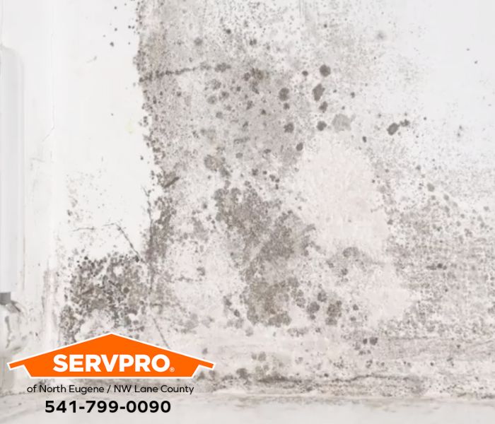 What Can I Do If I Find Mold Growing in My Franklin Home?