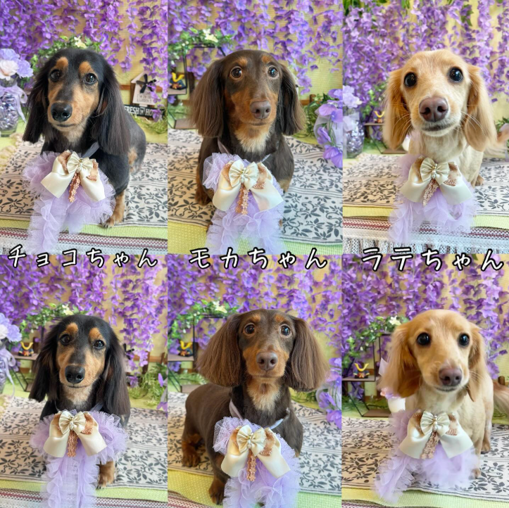 Images dog salon buku2