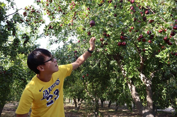 Images Base Camp Jujube Ranch 베이스캠프 대추농장