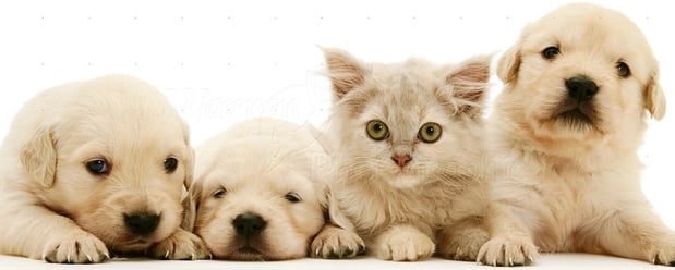 Images Animal Clinic of Bay Ridge