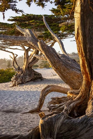 Images Home2 Suites by Hilton at the Dunes on Monterey Bay