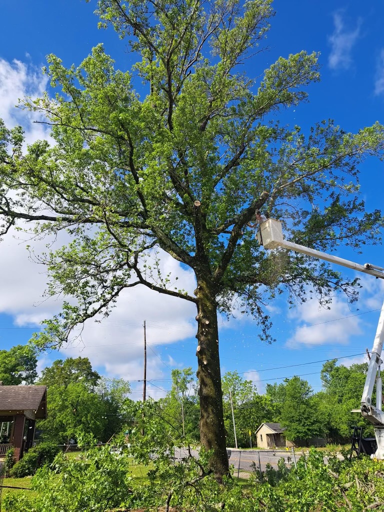 Alabama Tree Pros