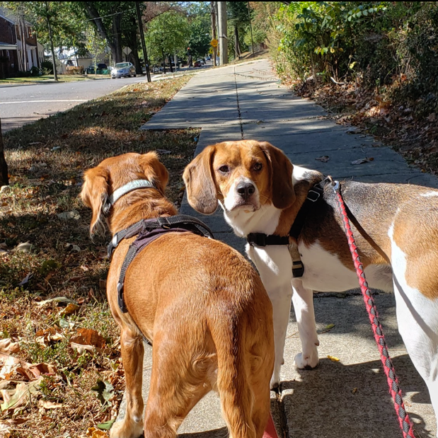 Images Danny's Pet Care LLC