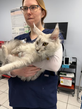 Images VCA Preston Park Animal Hospital