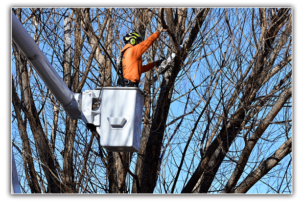 Images Mr. Stump Tree Service