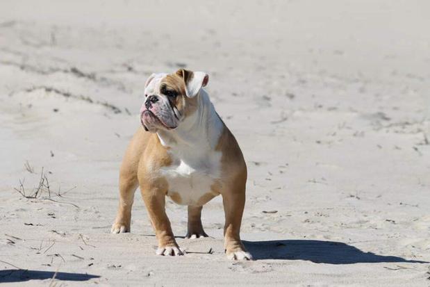 Images Beachbulldogges