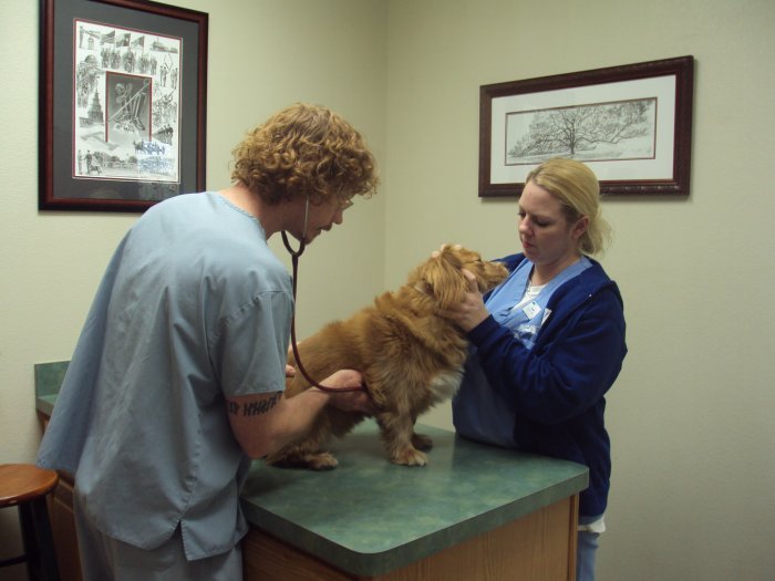 Images VCA Central Expressway Animal Hospital