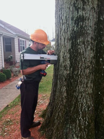 Images Greenwood Tree and Lawn