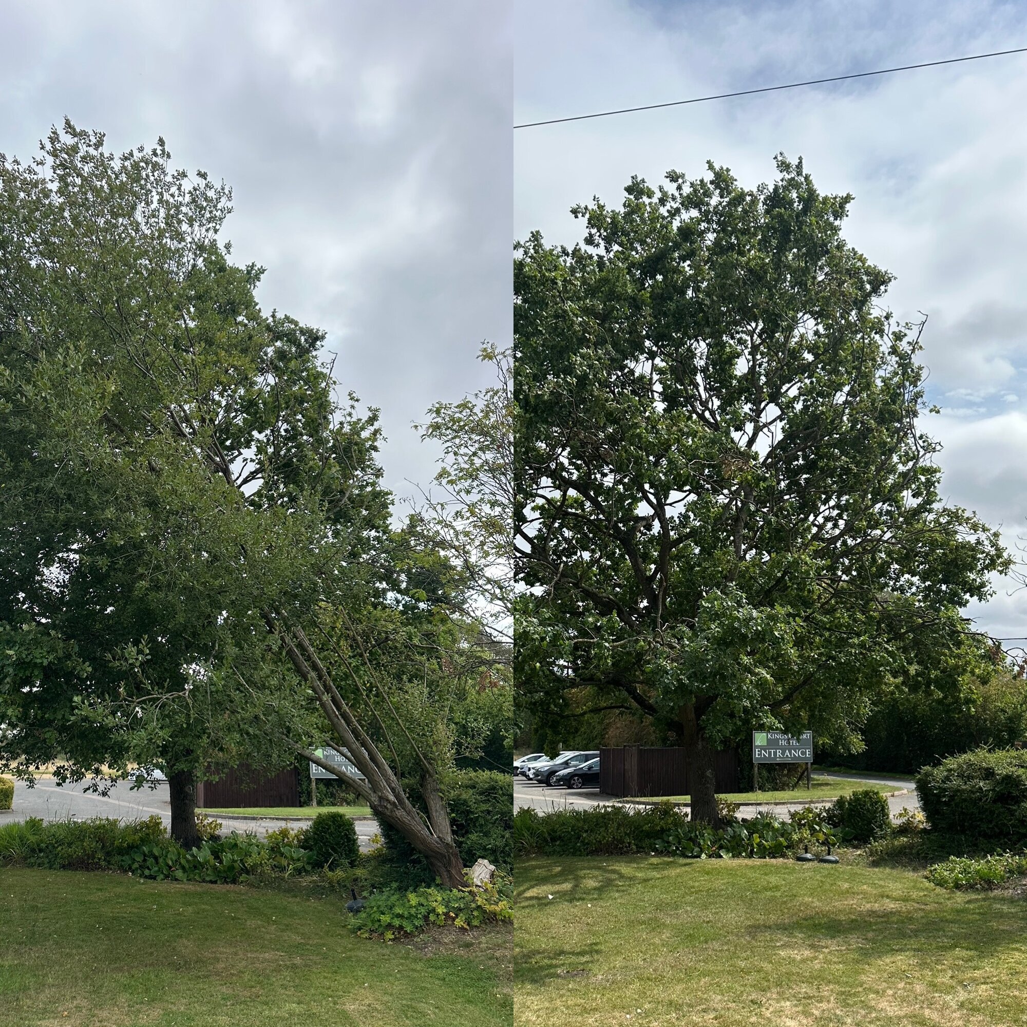 Images Trident Tree Solutions Ltd.