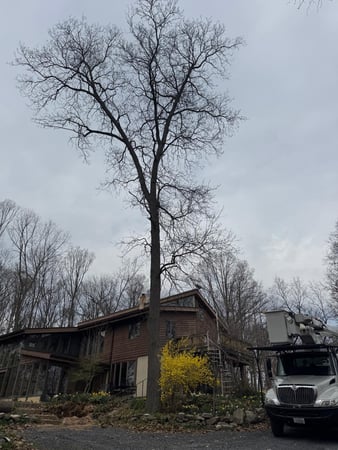 Images ER Tree Services LLC