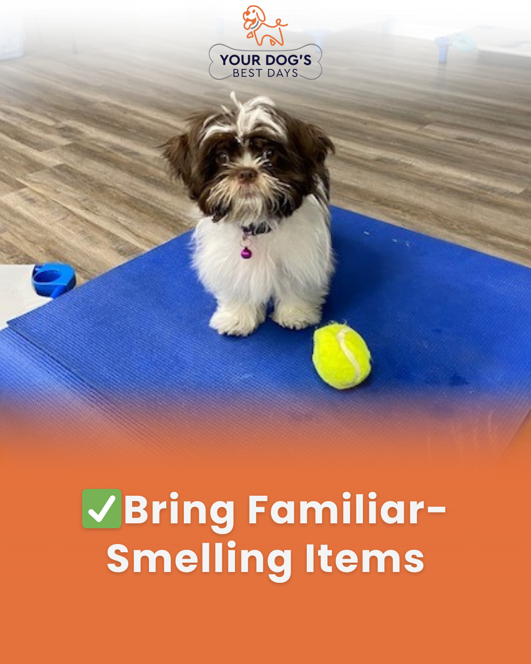 Dog daycare enrichment photo featuring a familiar toy to help pets feel comfortable during their visit.