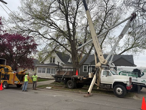 Images Turnbull's Tree Service
