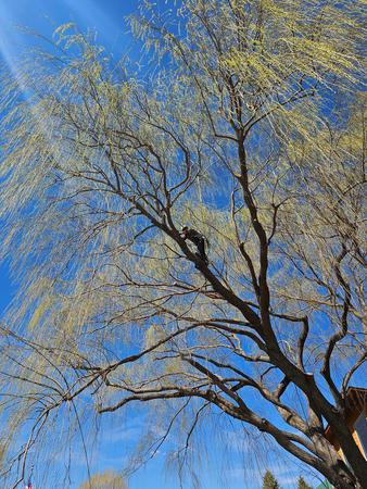 Images H & S Tree Care