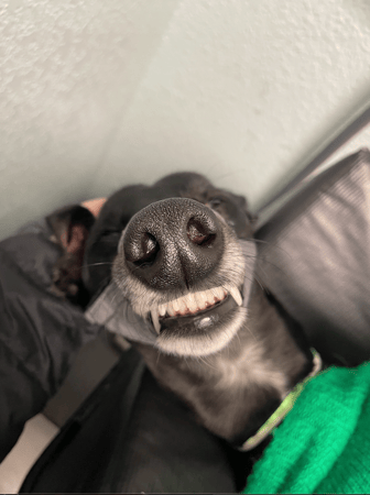 Images VCA Preston Park Animal Hospital