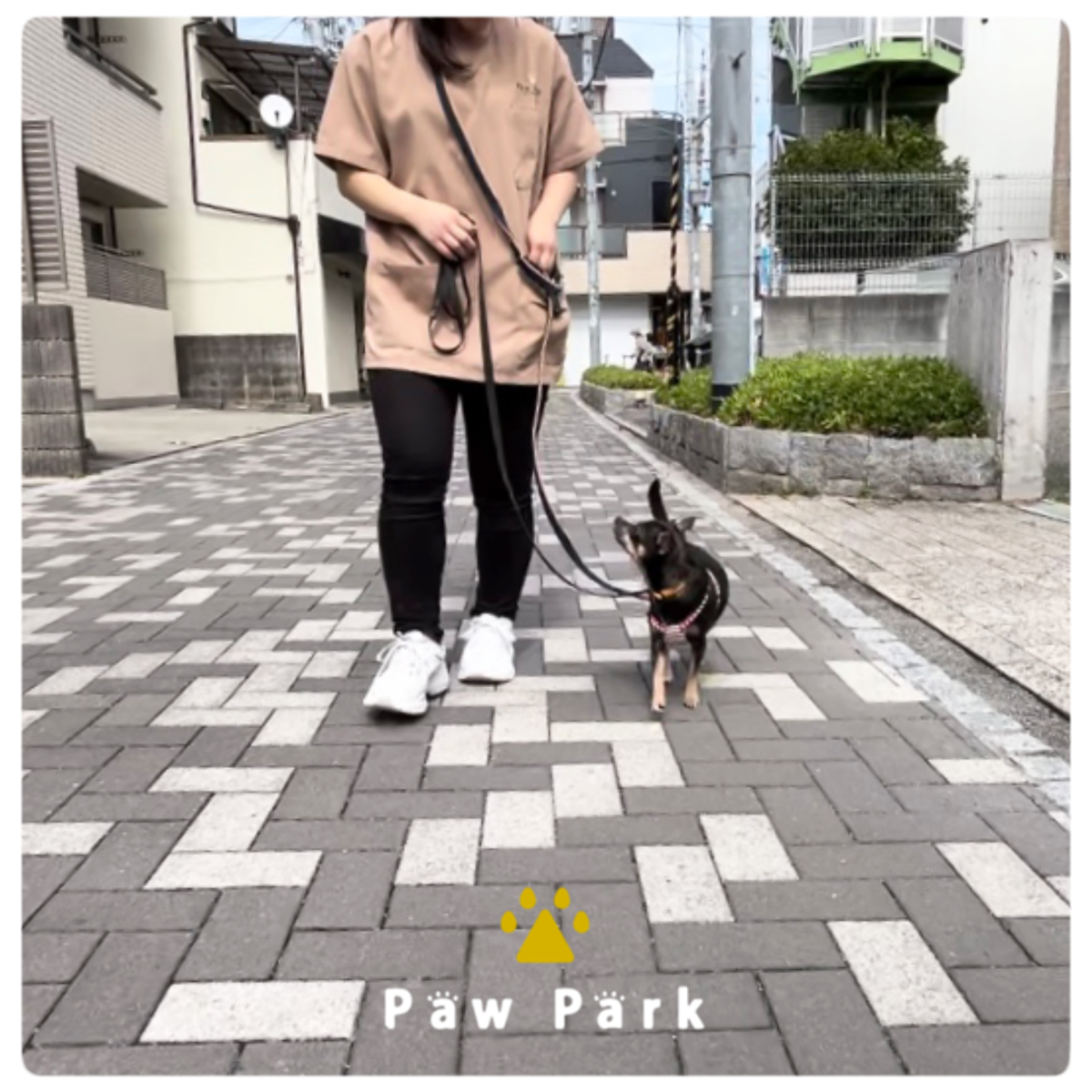 Images PawPark 犬のようちえん 高槻店