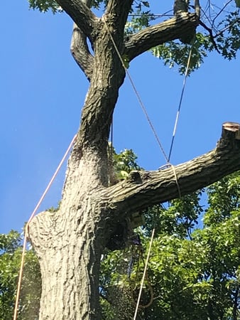 Images Shamokin Tree Care