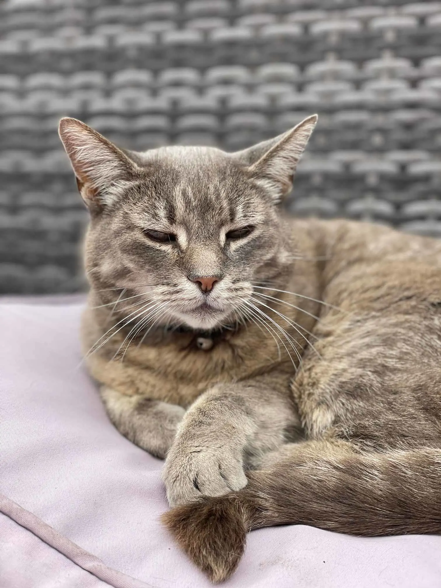 Images Awesome Pawz
