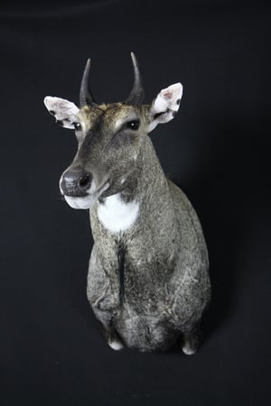 Images Safari Life Taxidermy