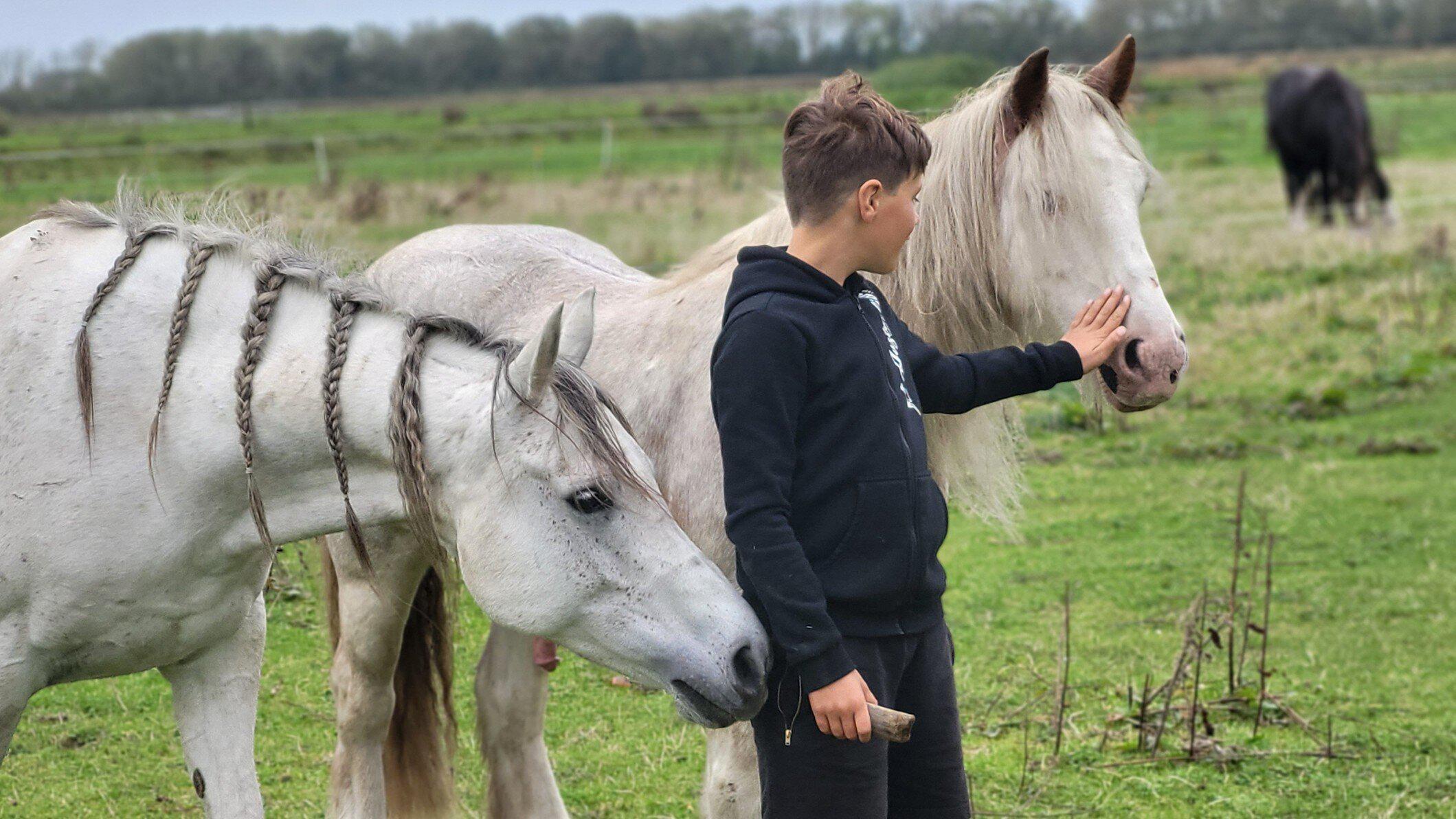 Foto's Dabeau Coaching met paarden