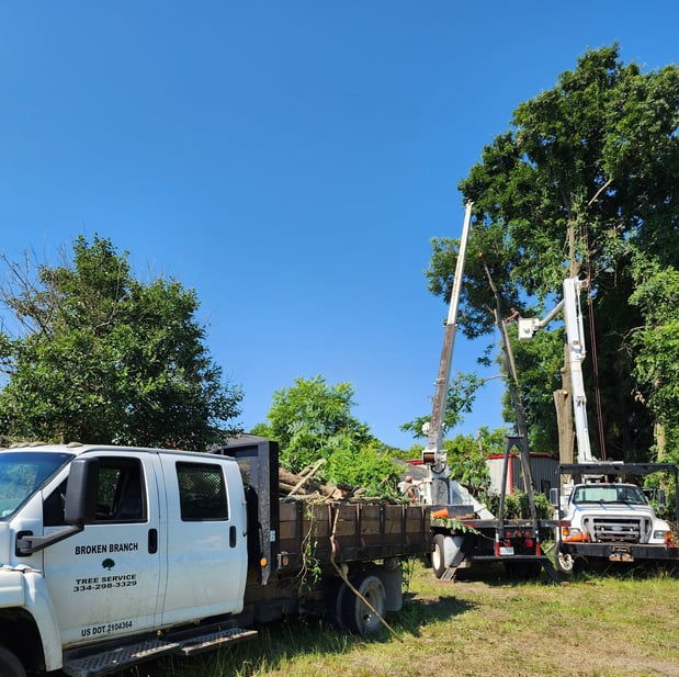 Images Broken Branch Tree Service LLC