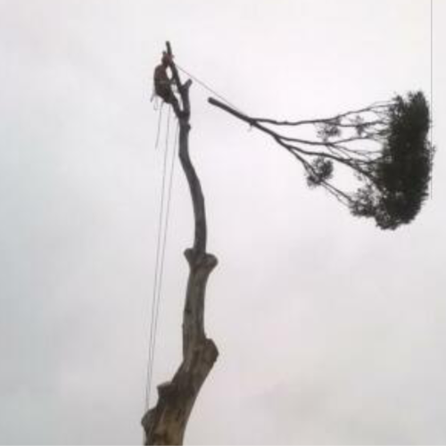 Images Tree Way Is The Right Way