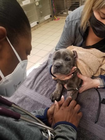 Images VCA Park Cities Animal Hospital