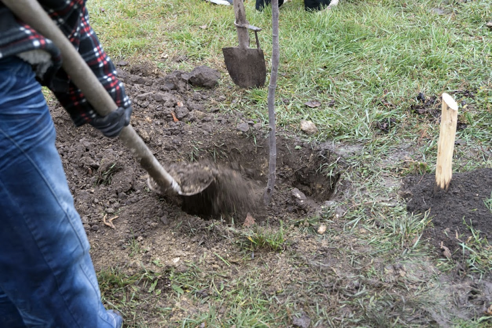 Mister Tree Service Photo