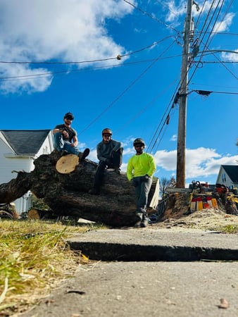 Images TreeSpire