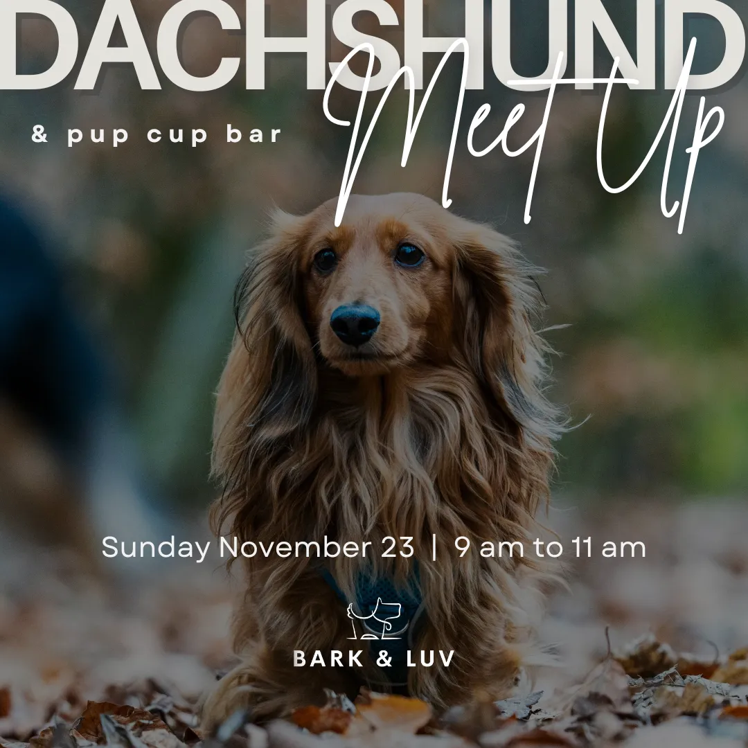 Image of Local Pet Event Dachshund Meet Up & Pup Cup Bar Nearby