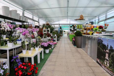 Images Vivaio Avagliano Piante