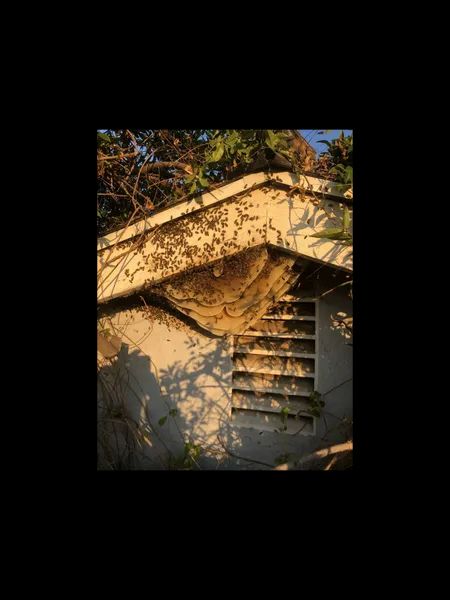 Affordable Bee Services Image