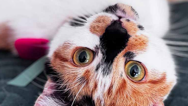 Images Whisker Watcher and Walkies
