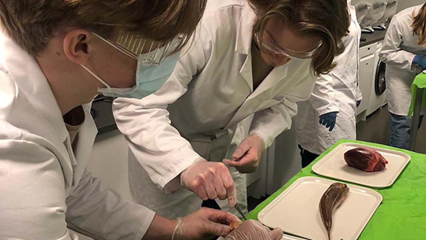 Images Amerikanska Gymnasiet Halmstad