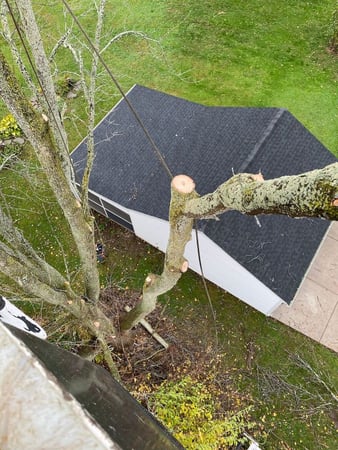 Images Timber Tree Service