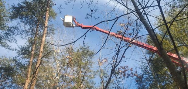 Images Bobby's Tree Service, Inc