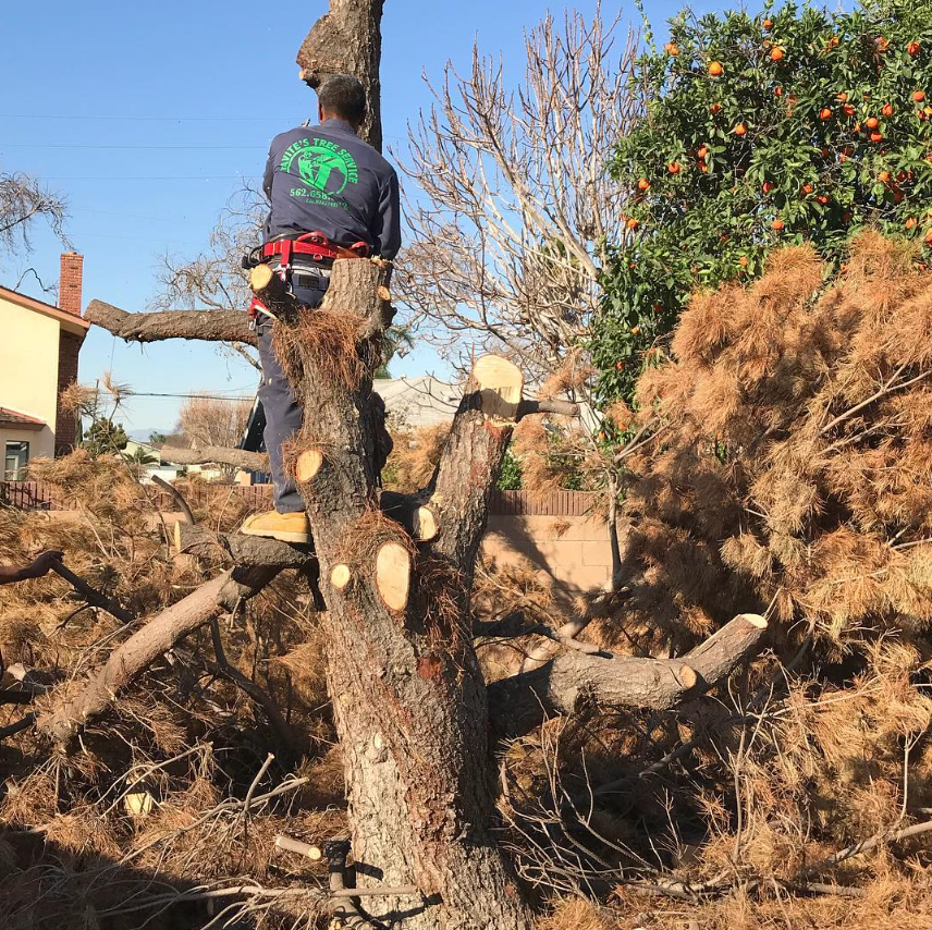 Tavite's Tree Service Inc. Image
