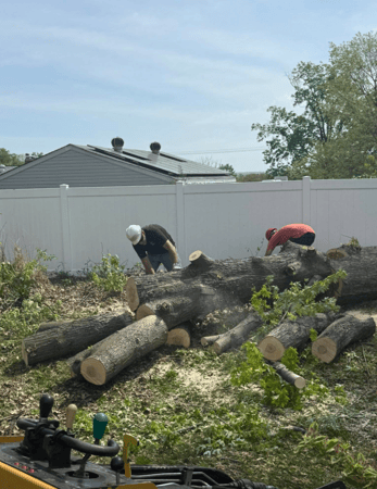 Images Mason Tree Service