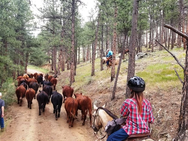 Images Sylvan Dale Guest Ranch & Wedding Venue