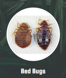 The inspection to determine that you actually have bedbugs will include an examination of the bed covers and mattress for tiny spots of blood. This is the excrement of the bedbug that is eliminated as the bug leaves the site of its feeding. Bedbugs feed for about 5 minutes each session. The bite is said to be completely without pain or sensation, and bedbugs are not known to be able to spread any diseases to humans. However, a large percentage of people who are bitten can experience mild to serious reactions.  Cracks can be filled with putty and painted to hide the repair. However, many others cannot be eliminated, and will likely be treated with a residual insecticide by the licensed professional. They may employ a high-powered vacuum to remove as many of the bedbugs as possible on the initial visit so that you are immediately relieved of the majority of the parasite