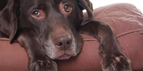 Pet Care: How to Recognize and Treat Pet Anxiety