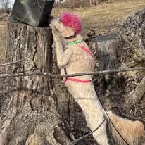 Images Paragon Pups LLC