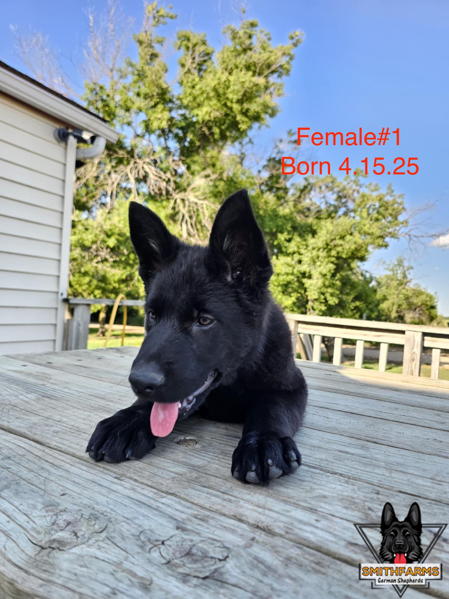 SmithFarms German Shepherds Image