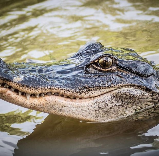 Images Cajun Encounters Tour Company