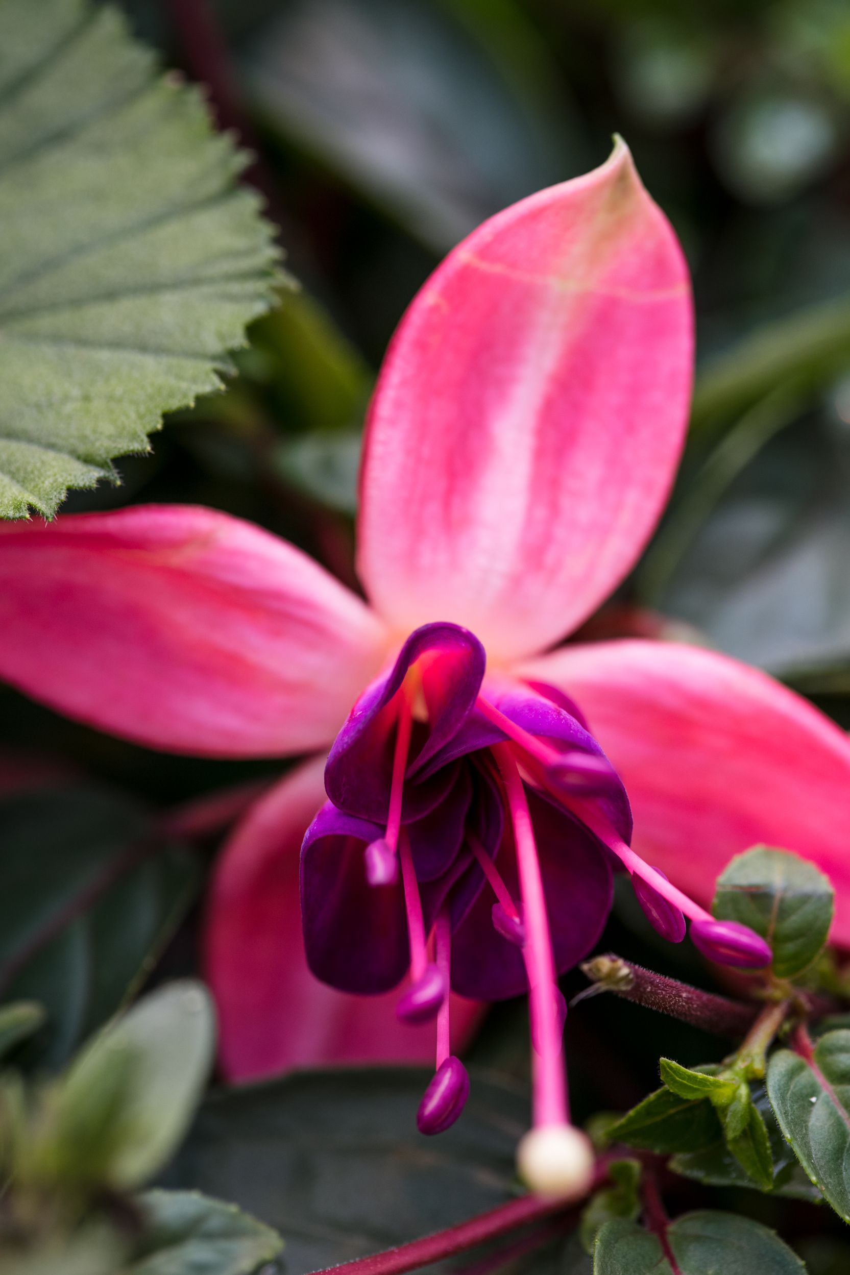 Gärtnerei Allemann GmbH, Benkenstrasse 266 in Witterswil