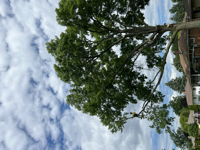 We offer expert tree trimming services at Lucca Landscaping & Construction LLC to help maintain the health, structure, and appearance of your trees. Regular trimming encourages growth and improves the overall look of your outdoor space. Our team works with attention to detail to shape your trees and remove any overgrowth. We aim to enhance both safety and curb appeal with every visit.